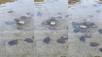 Jeden za všechny, všichni za jednoho