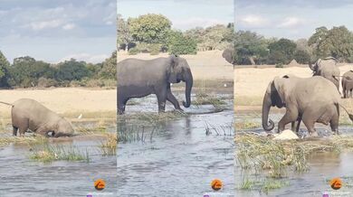 Slonice vs. krokodýl