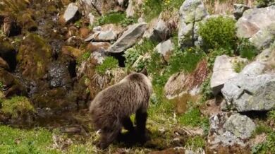 Setkání s medvědem #80