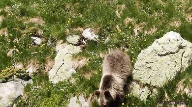 Setkání s medvědem #80