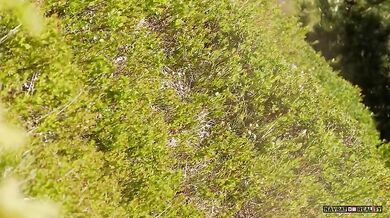 Setkání s medvědem #80