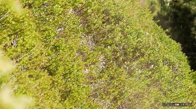 Setkání s medvědem #80