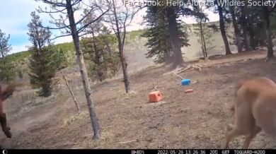 Setkání s medvědem #81