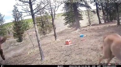 Setkání s medvědem #81