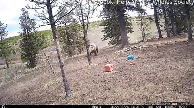 Setkání s medvědem #81