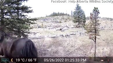 Setkání s medvědem #81