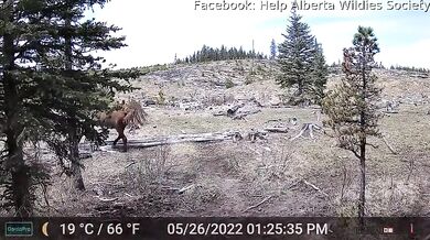 Setkání s medvědem #81