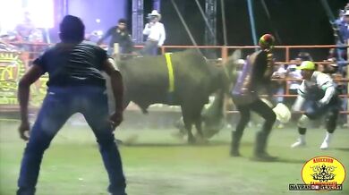 Člověk vs. býk #109