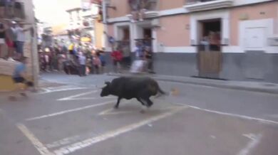 Člověk vs. býk #110