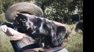 První video s kočkou ( 1900 )