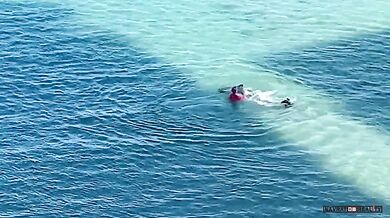 Tulení matka chránící své mládě