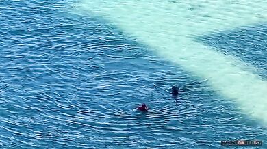 Tulení matka chránící své mládě