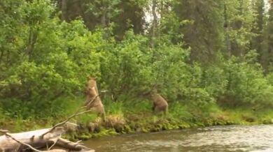 Setkání s medvědem #82