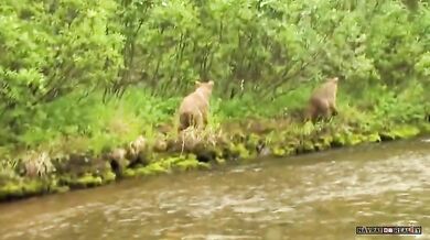 Setkání s medvědem #82