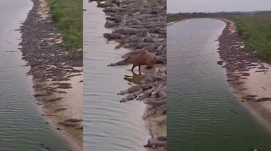 Kajmani vs. kapybara