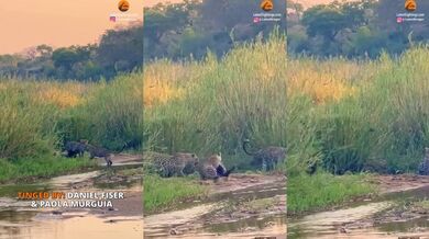 3 leopardi vs. medojed