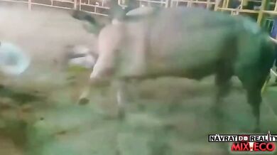 Člověk vs. býk #134