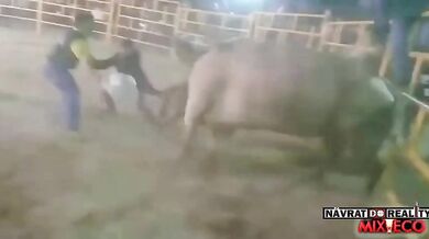 Člověk vs. býk #134