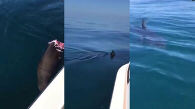 Setkání se žralokem #33