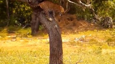 Leopard vs. divoká prasata