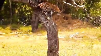 Leopard vs. divoká prasata