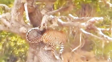 Leopard vs. divoká prasata