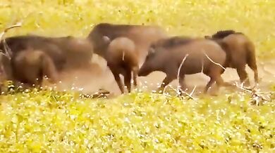 Leopard vs. divoká prasata
