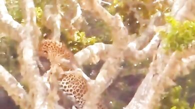 Leopard vs. divoká prasata