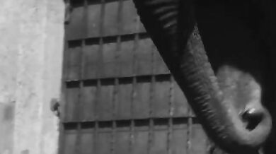 Neděle v pražské ZOO (1949)