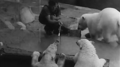 Neděle v pražské ZOO (1949)