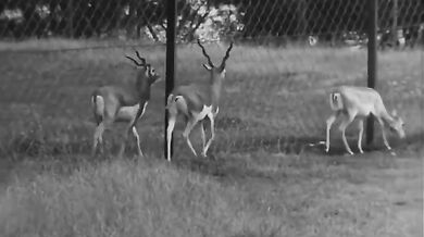 Neděle v pražské ZOO (1949)