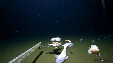 Nejhlouběji žijící ryba všech dob