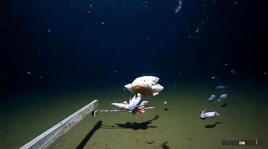 Nejhlouběji žijící ryba všech dob