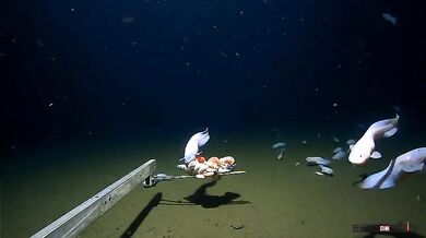 Nejhlouběji žijící ryba všech dob