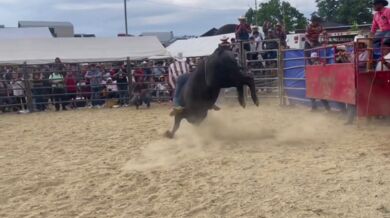 Člověk vs. býk #155