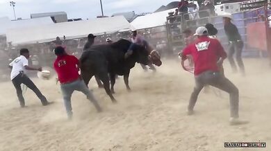 Člověk vs. býk #155