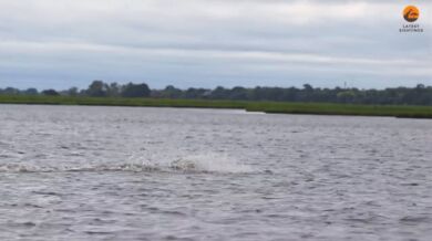 Antilopa pronásledována krokodýlem