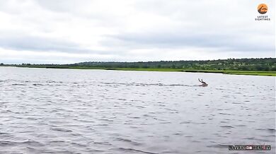 Antilopa pronásledována krokodýlem
