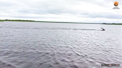 Antilopa pronásledována krokodýlem