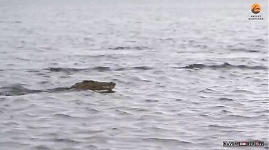 Antilopa pronásledována krokodýlem