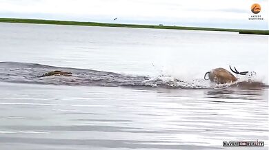 Antilopa pronásledována krokodýlem