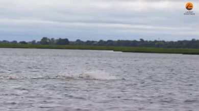 Antilopa pronásledovaná krokodýlem