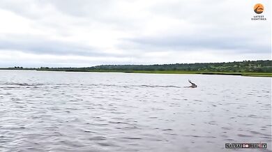 Antilopa pronásledovaná krokodýlem