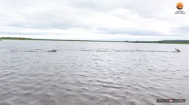 Antilopa pronásledovaná krokodýlem