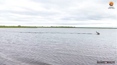 Antilopa pronásledovaná krokodýlem