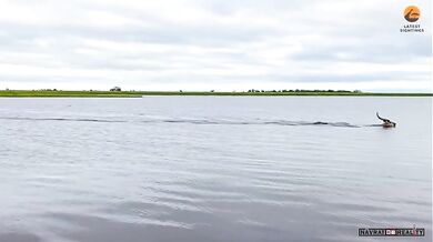 Antilopa pronásledovaná krokodýlem