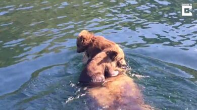 Medvědice vs. jezero