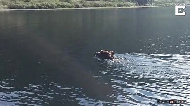 Medvědice vs. jezero