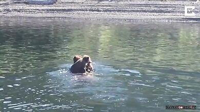 Medvědice vs. jezero