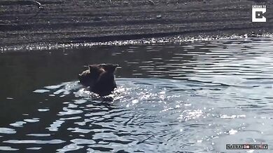 Medvědice vs. jezero